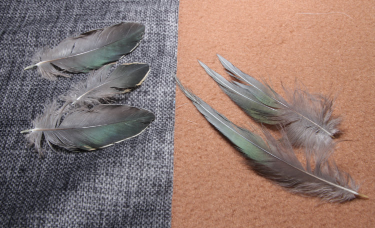 selection of green heron Butorides virescens feathers from kill site