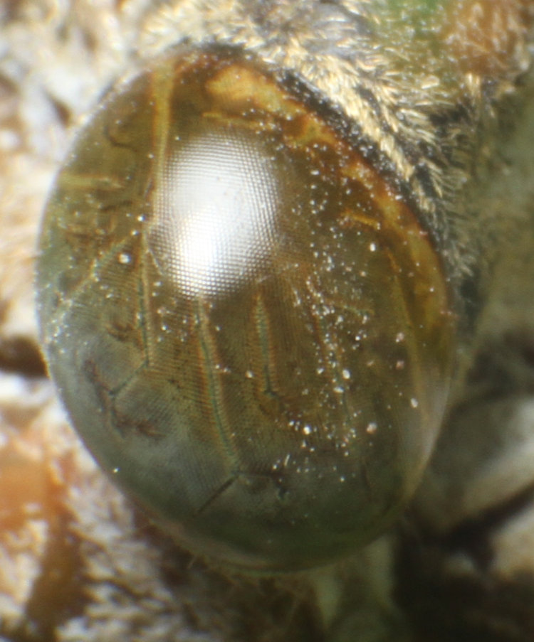closeup of compound eye of unidentified cicada Cicadidae