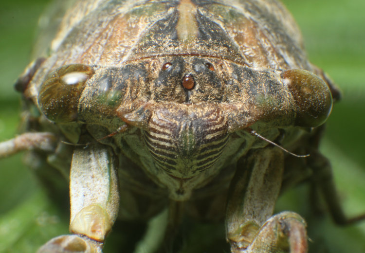 head-on shot of unidentified cicada Cicadidae showing different classes of eyes