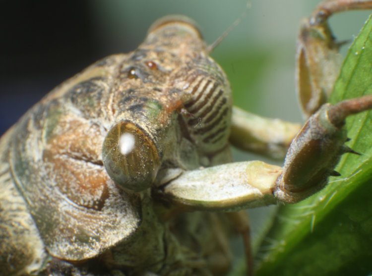 profile view of unidentified cicada Cicadidae