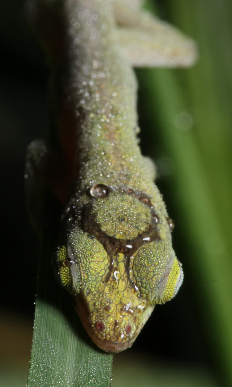newborn Carolina anole Anolis carolinensis from directly above, showing size of eye orbs