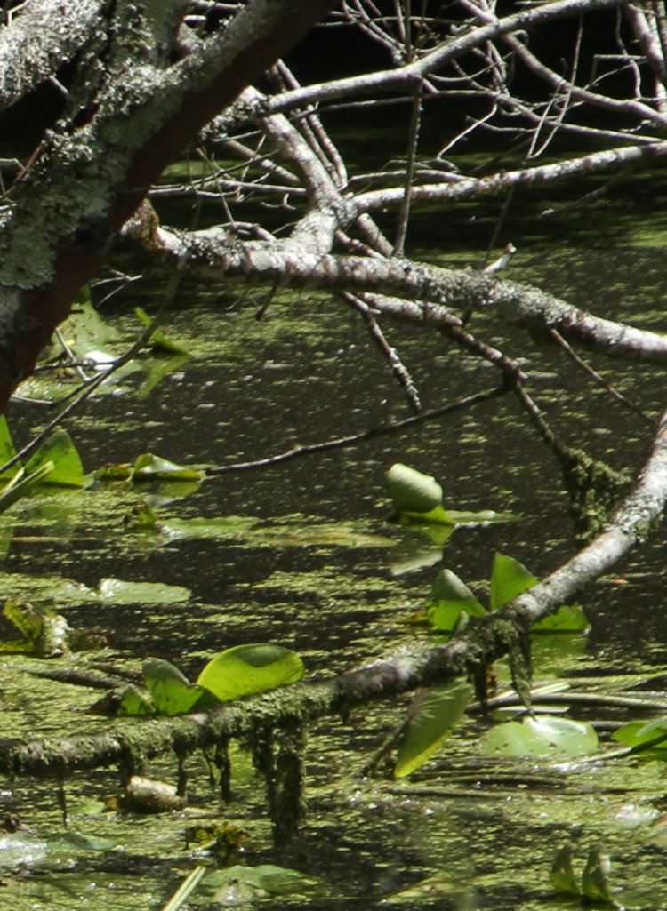 inset of dry Turtle Island image showing branches at edge of frame