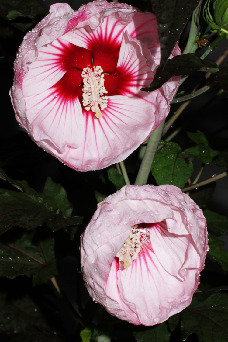 first blooms of new hibiscus Malvaceae plant at night