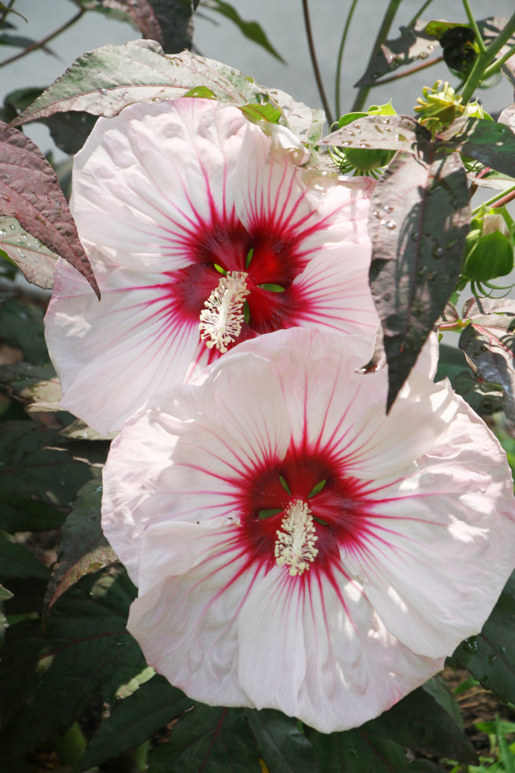 fully open blooms of hibiscus Malvaceae during the day
