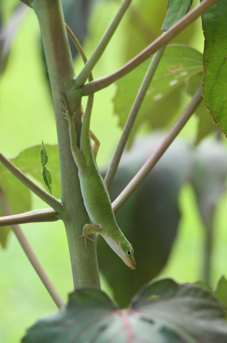 Carolina anole Anolis carolinensis perched on hibiscus Malvaceae stem