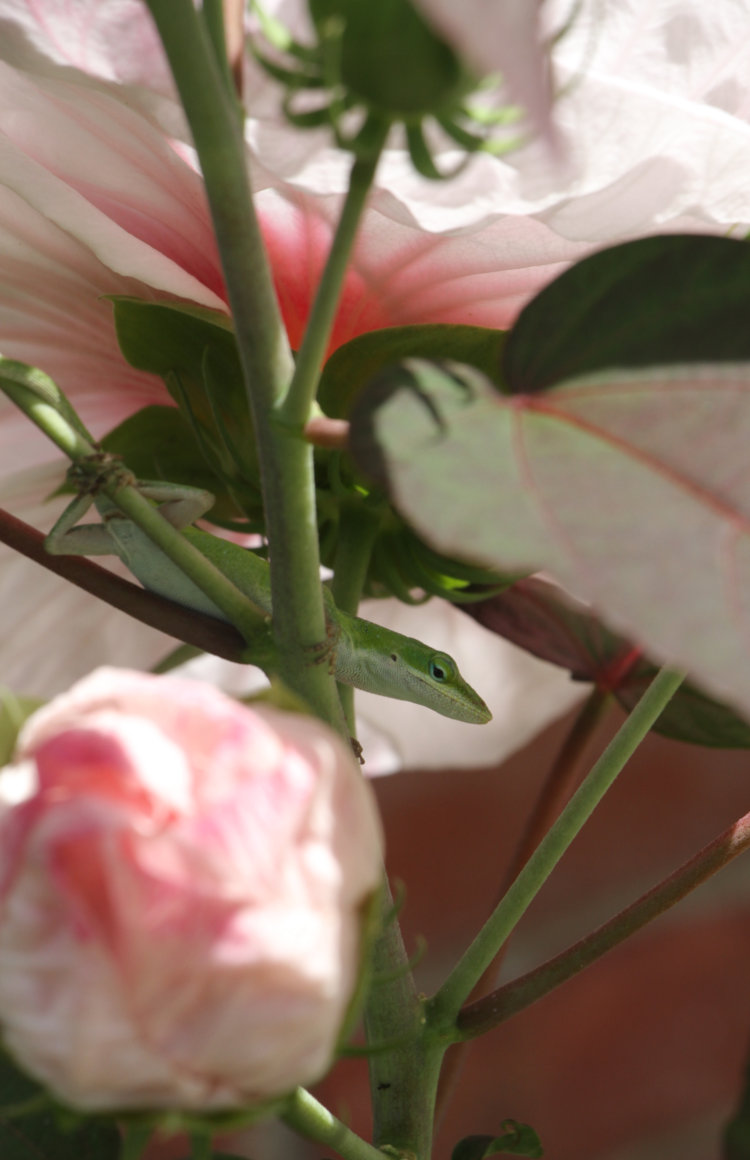 Carolina anole Anolis carolinensis set against large blooms of hibiscus Malvaceae 