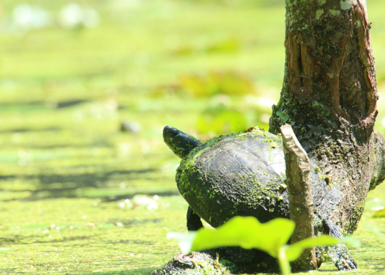 yellow-bellied slider Trachemys scripta scripta perched on tiny bit of Turtle Island still above water, before recession