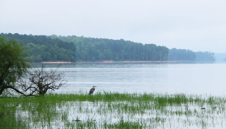 great blue heron Ardea herodias on Jordan Lake as fog lifted most of the way, showing depth more clearly along the shoreline