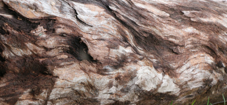 wild color variations in heartwood of old fallen tree trunk