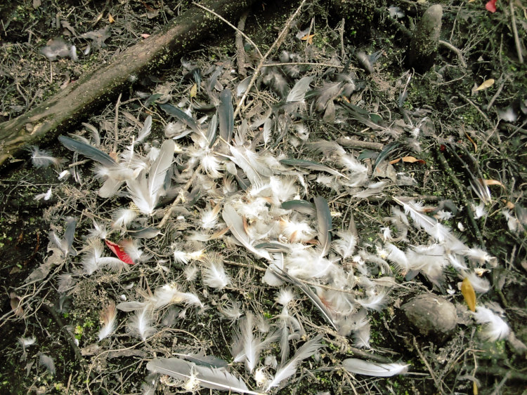 kill scene of bird on exposed mud from pond subsiding