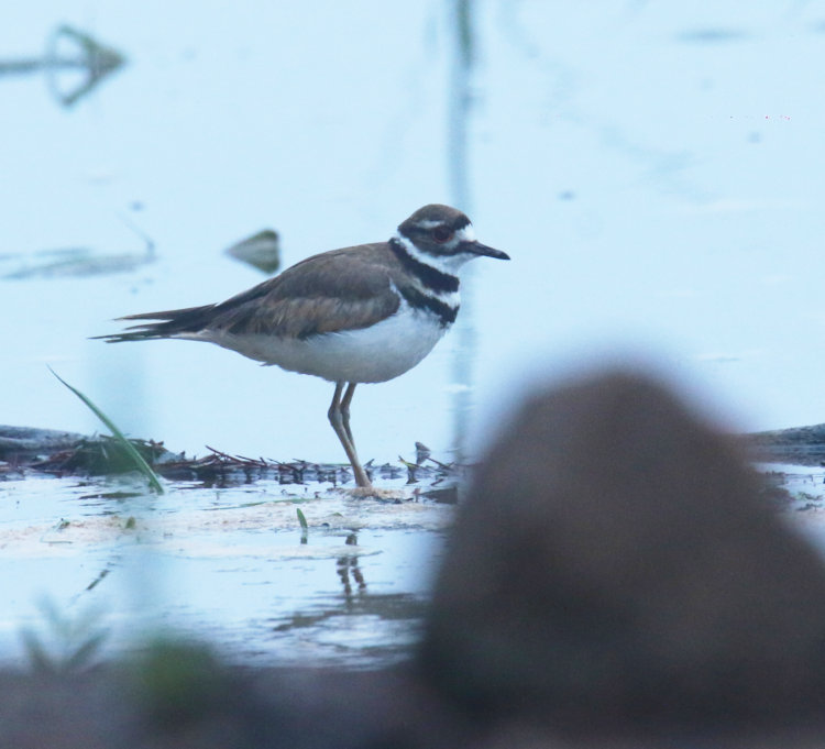 killdeer Charadrius vociferus on shore of Jordan lake in predawn fog