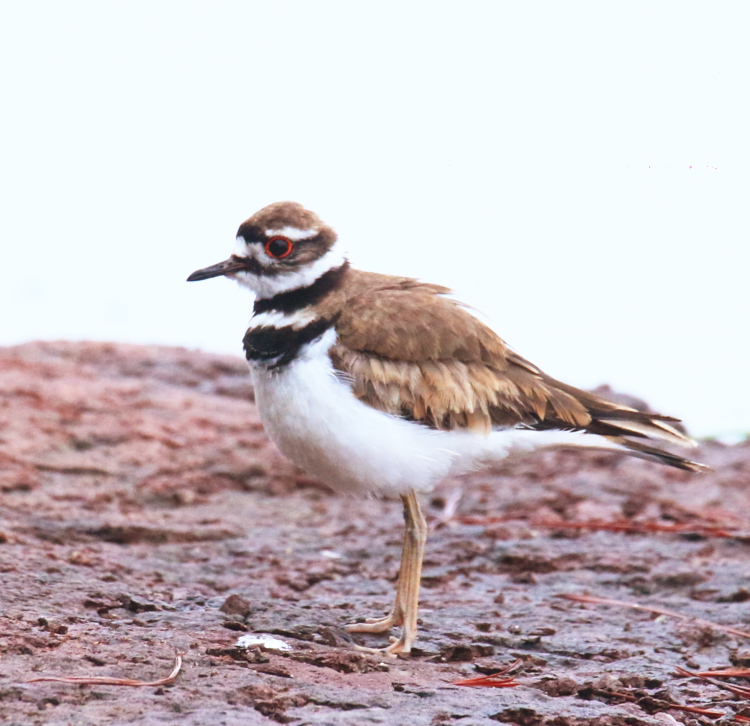 killdeer Charadrius vociferus on shore of Jordan Lake in foggy predawn conditions, color-tweaked more towards neutral