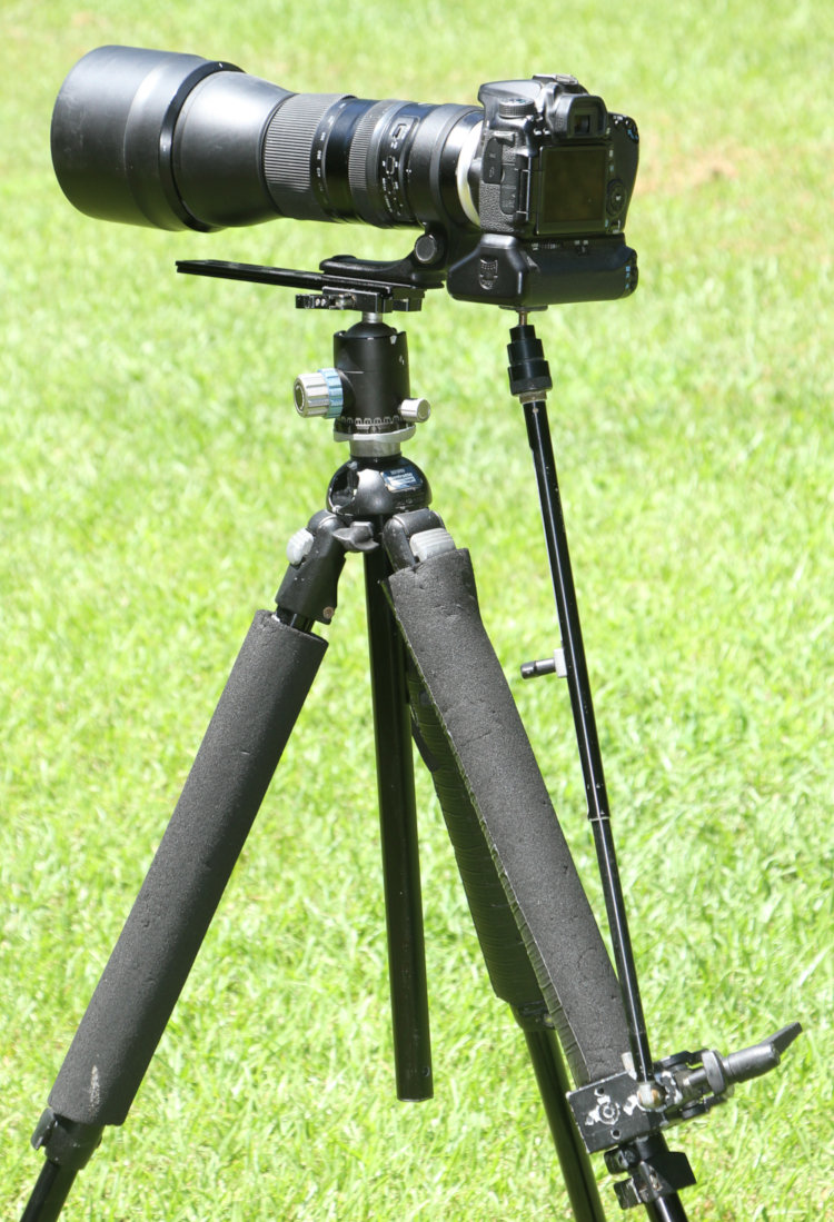 Canon 70D with Tamron 150-600 on ballhead tripod with Manfrotto 359 Long Lens Support affixed