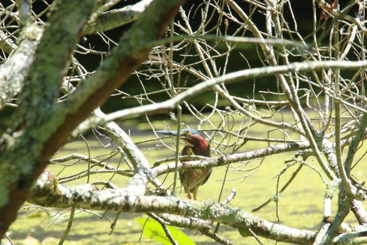 full-frame shot of green heron Butorides virescens in cluster of branches while approaching