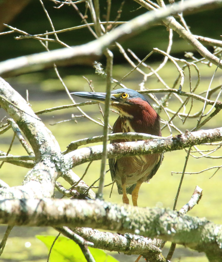inset of green heron Butorides virescens in cluster of branches showing autofocus was working as intended