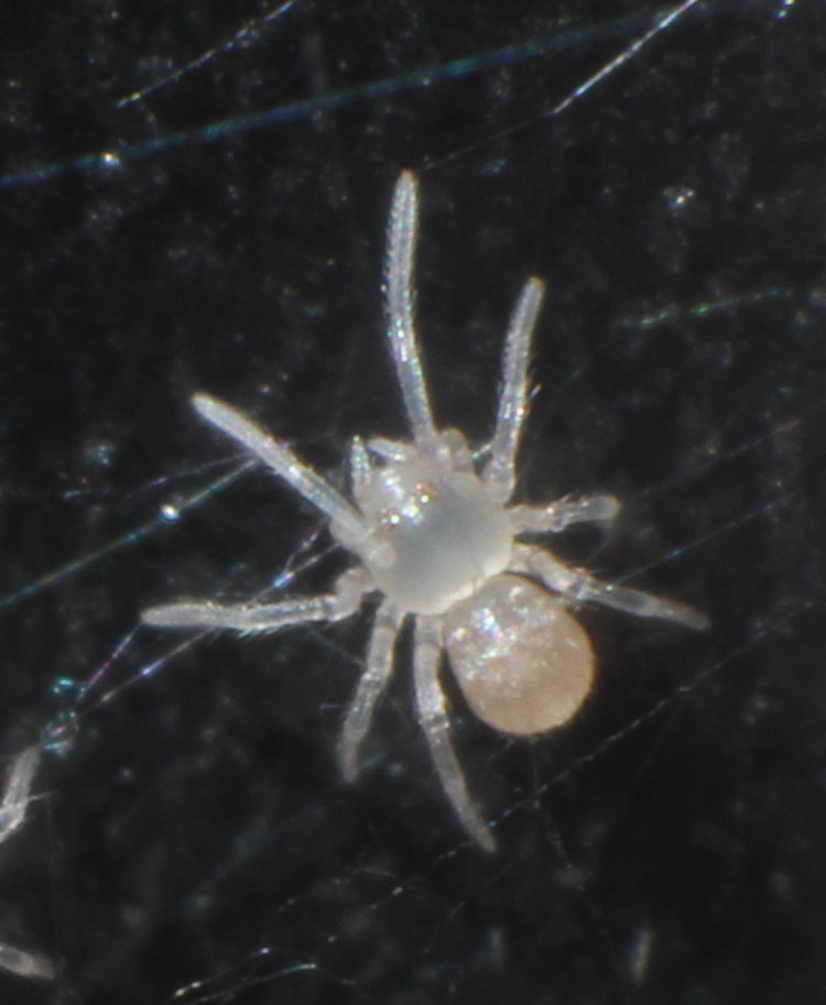 detail inset of newborn spider, possibly shortbodied cellar spider Spermophora senoculata
