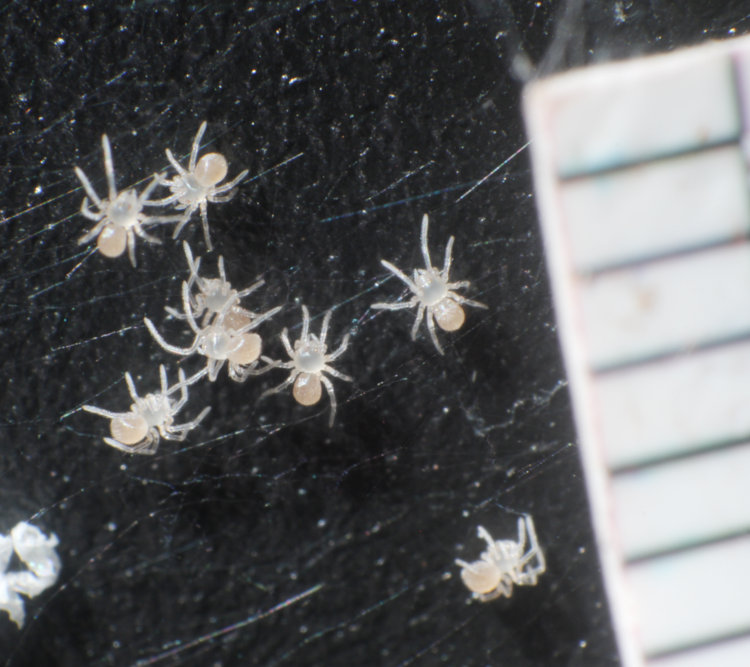 cluster of newborn spiders underneath 3D printer, possibly shortbodied cellar spiders Spermophora senoculata, with millimeter scale