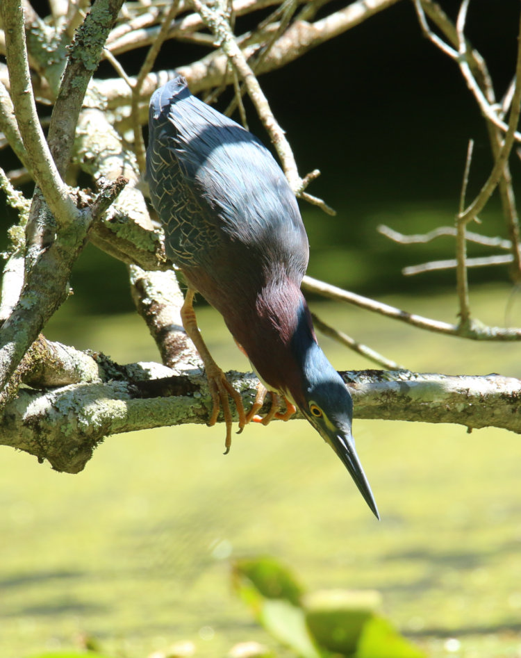 green heron Butorides virescens peering into water from low branch