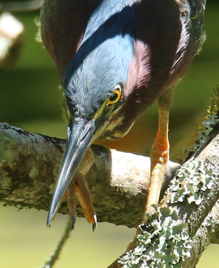 tight closeup of green heron Butorides virescens looking down into water