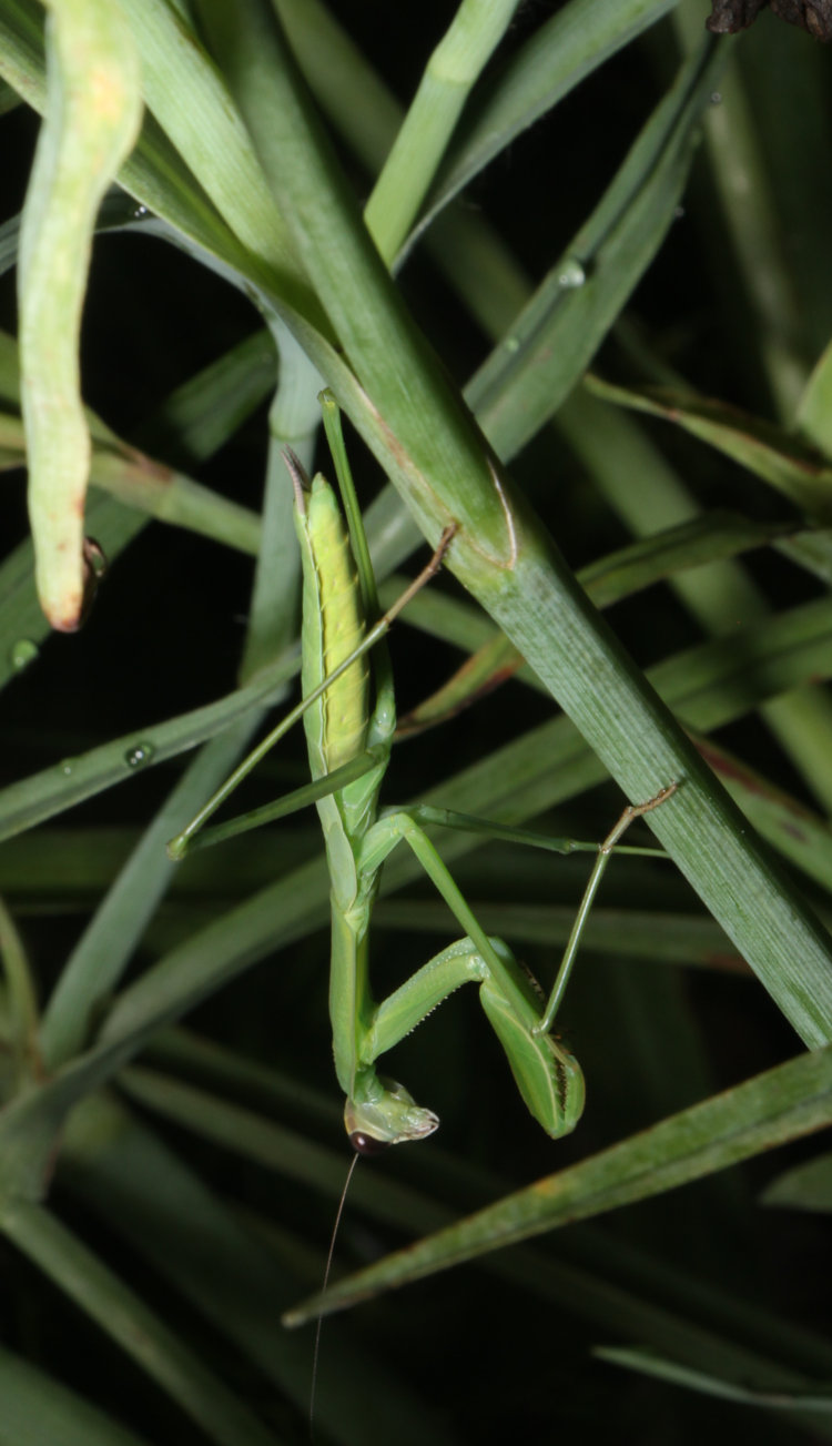 Chinese mantis Tenodera sinensis perched on aging hairy-stem spiderwort Tradescantia hirsuticaulis