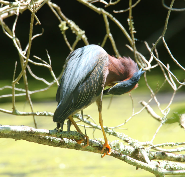 green heron Butorides virescens preening on low branch over pond
