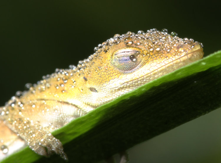 newborn Carolina anole Anolis carolinensis sleeping on grass blade covered in mist drops