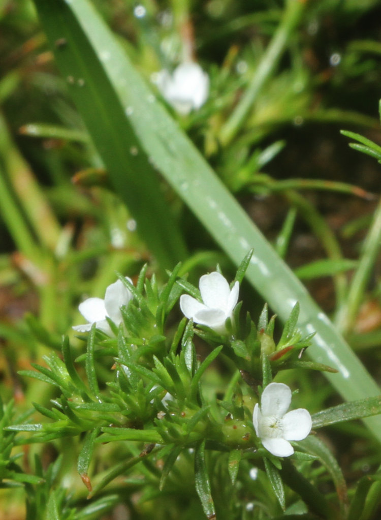 tiny white flowers of possibly juniper leaf Polypremum procumbens during brief time open in morning
