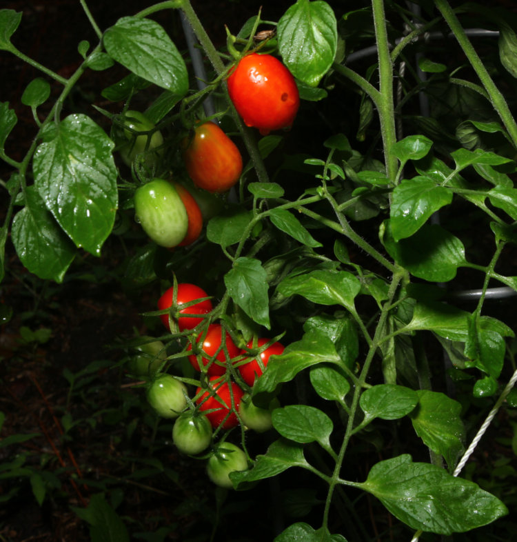 cherry tomatoes ripening in garden of Walkabout Estates Plus