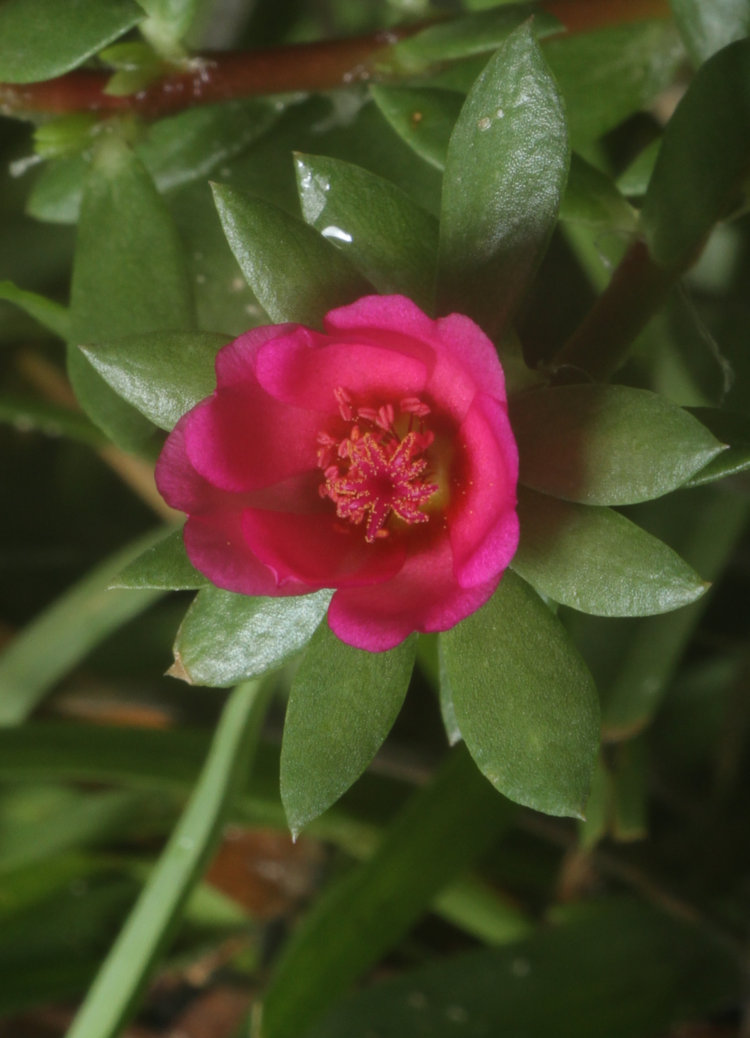 fully-open blossom of likely Kiss Me Quick Portulaca pilosa