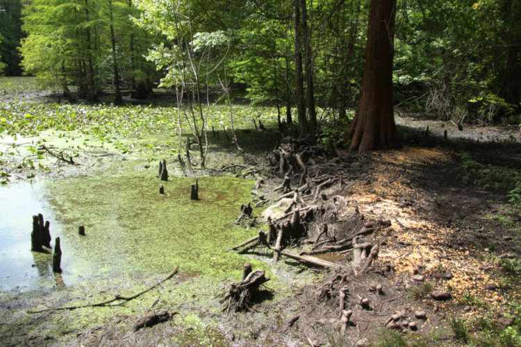 edge of pond and yard showing extent of water recession within 24 hours