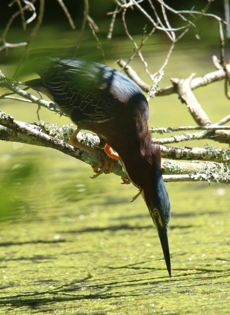 green heron Butorides virescens on low branch over pond, beak almost touching water