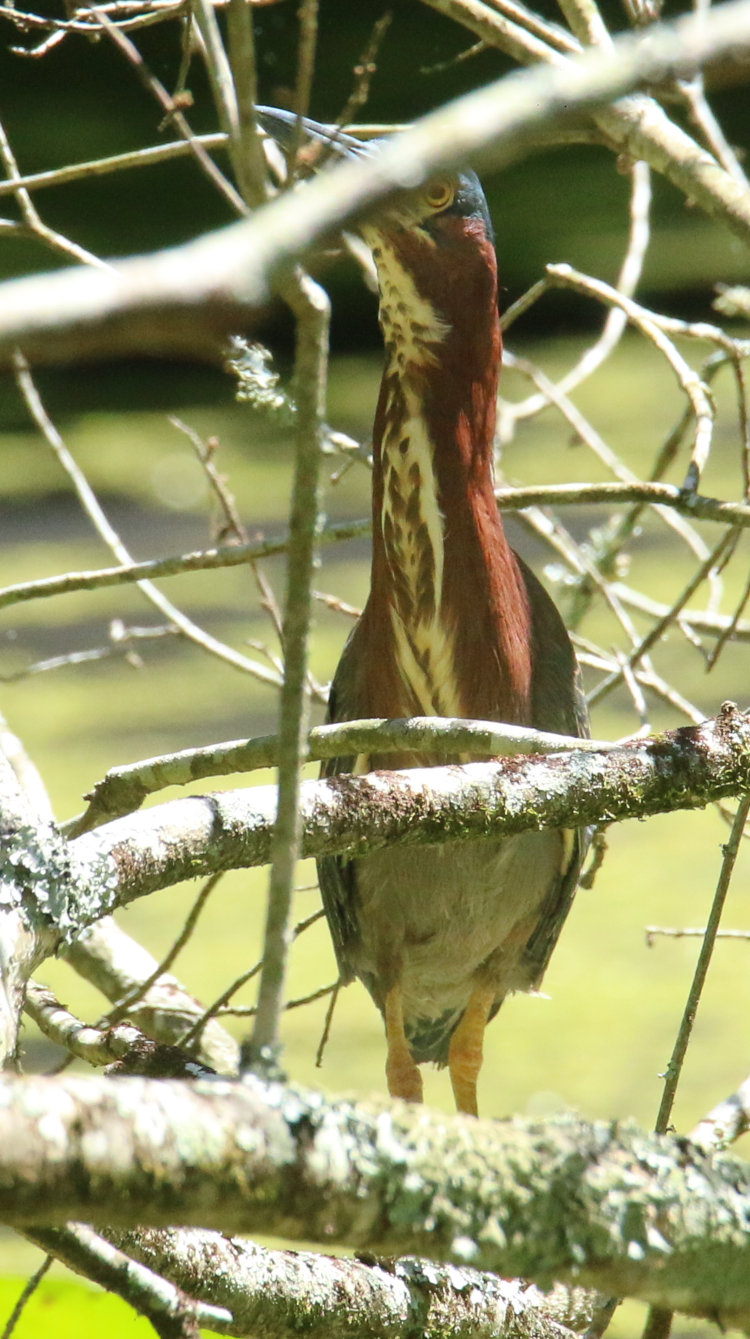 green heron Butorides virescens stretching head up distinctly showing white feathers under throat