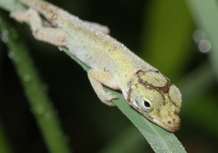 newborn Carolina anole Anolis carolinensis resting on grass blade covered in dew