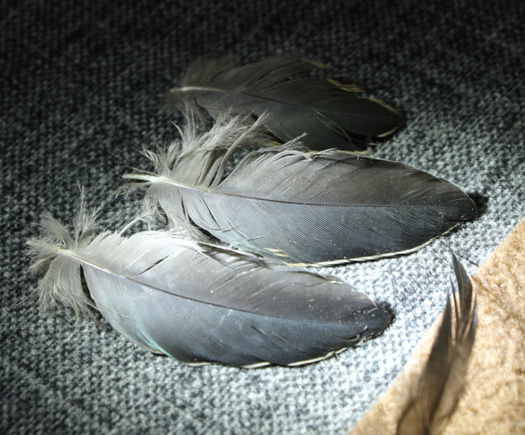 body covert feathers of green heron Butorides virescens showing no iridescence under specific light angle