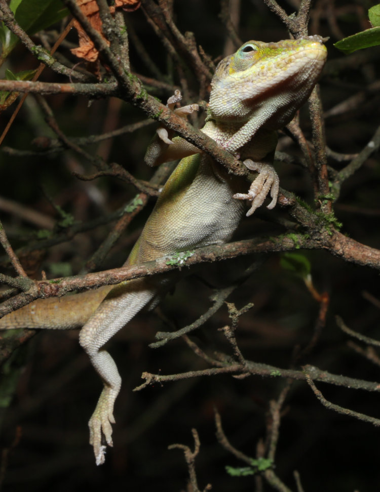 large adult Carolina anole Anolis carolinensis draped in branches of azalea bush, showing evidence of recent molting