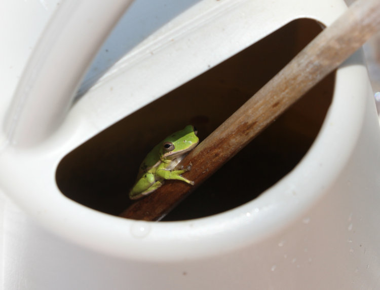 juvenile green treefrog Dryophytes cinereus peering out from watering can on deck