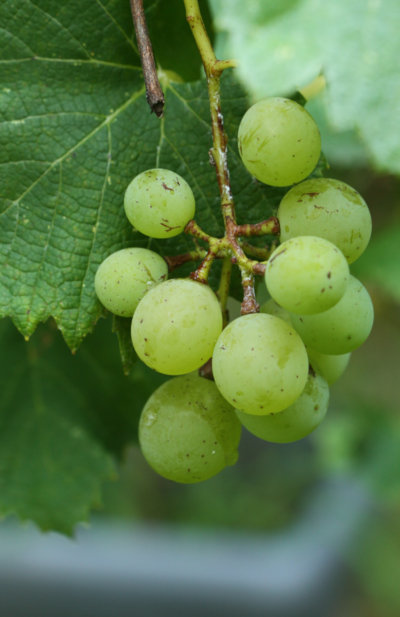 white seedless Marquis grapes on second year vines