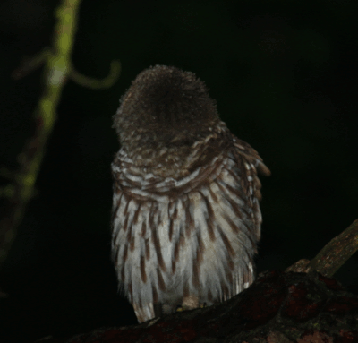 animated gif of eight frames of juvenile barred owl Strix varia looking around wildly, with minimized delay between