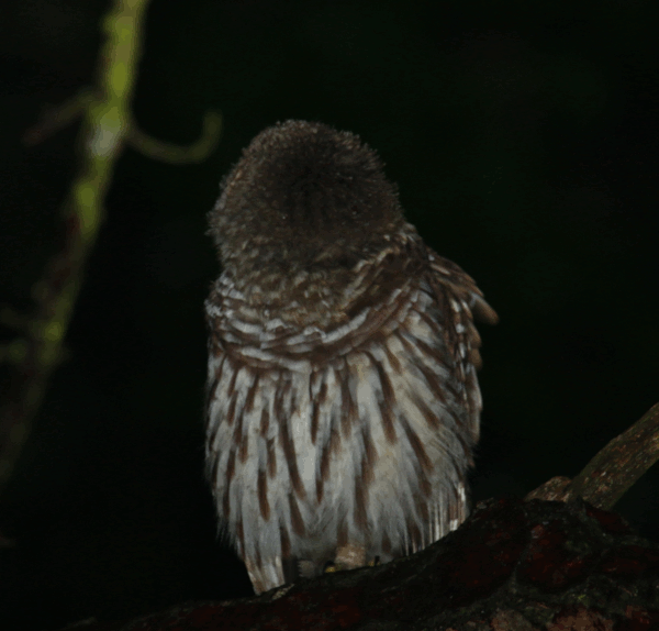 animated gif of eight frames of barred owl Strix varia in backyard, looking around wildly