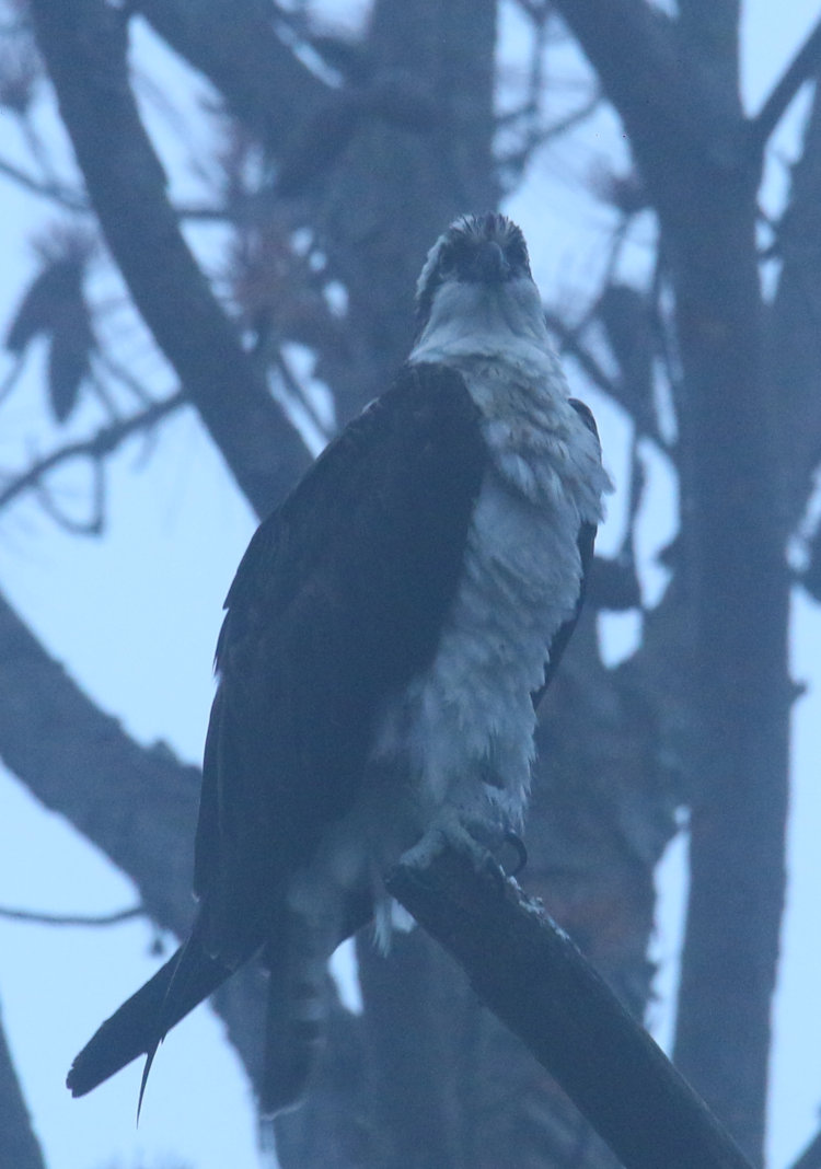 osprey Pandion haliaetus perched in predawn fog on Jordan Lake