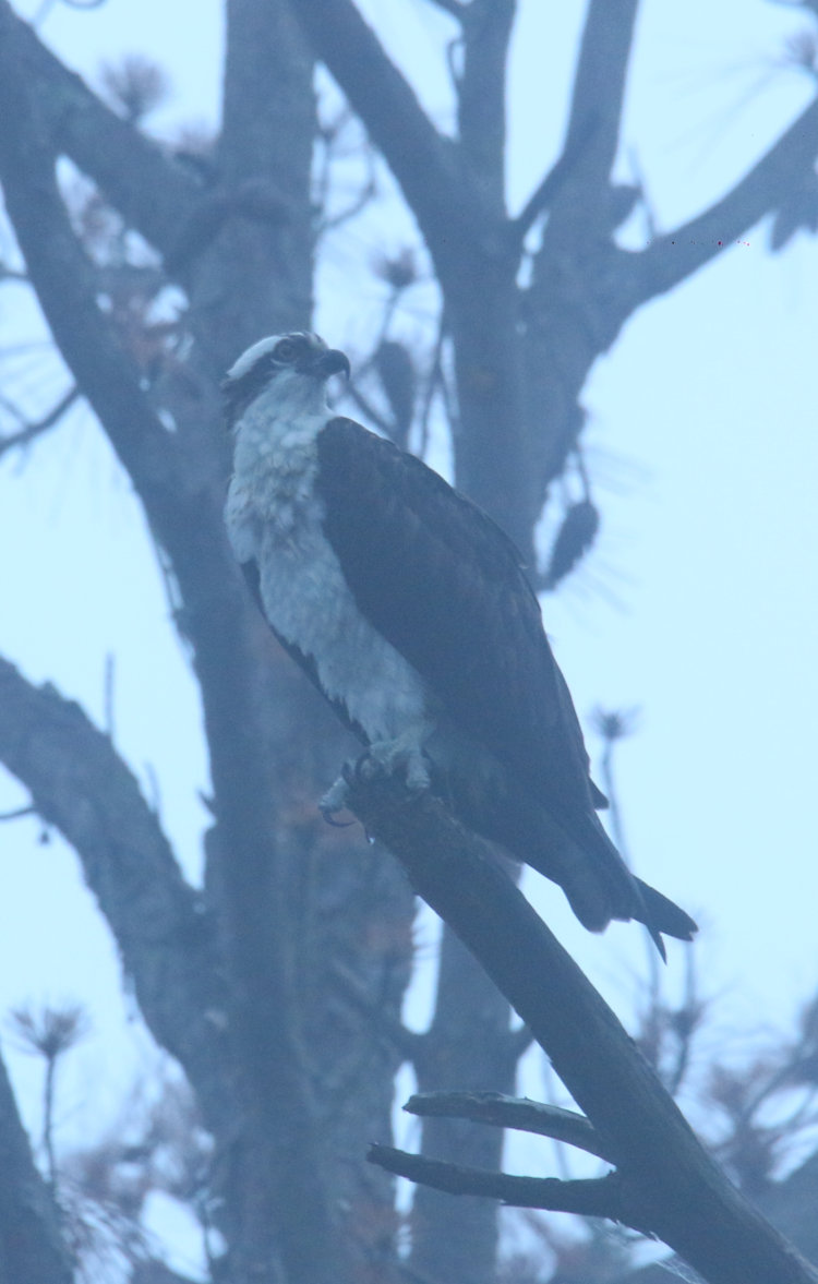 osprey Pandion haliaetus perched on tree in predawn fog on Jordan Lake