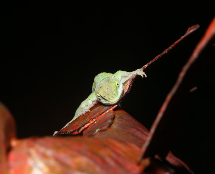 Carolina anole Anolis carolinensis sleeping on angled tail of metal bird sculpture at night, showing dew