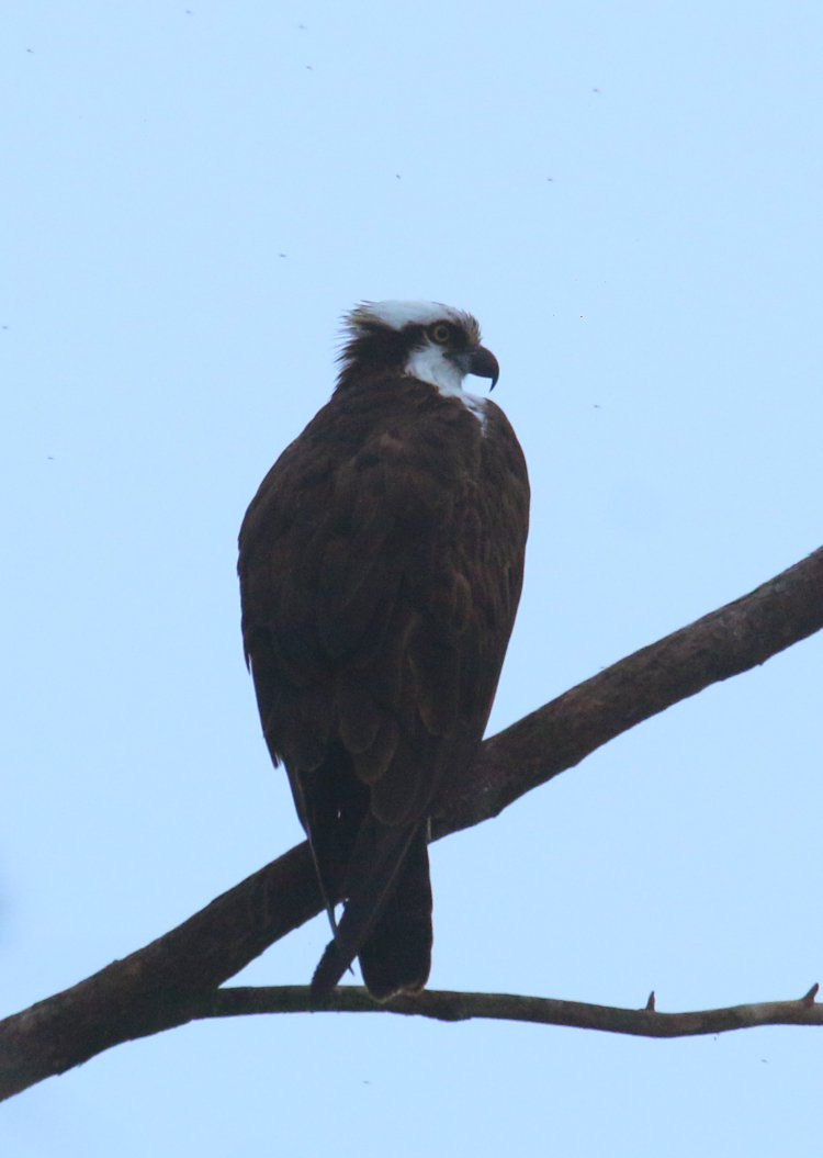 osprey Pandion haliaetus perched in predawn fog over Jordan Lake, tweaked to reduce fog color cast