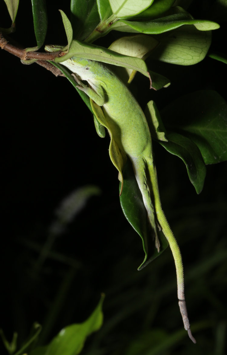 recogniozalbe adult female Carolina anole Anolis carolinensis with damaged tail, snoozing on star jasmine Trachelospermum jasminoides