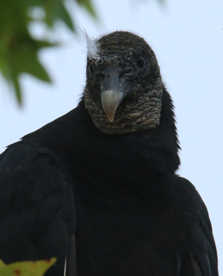 black vulture Coragyps atratus perched very close by with lone white downy feather on head