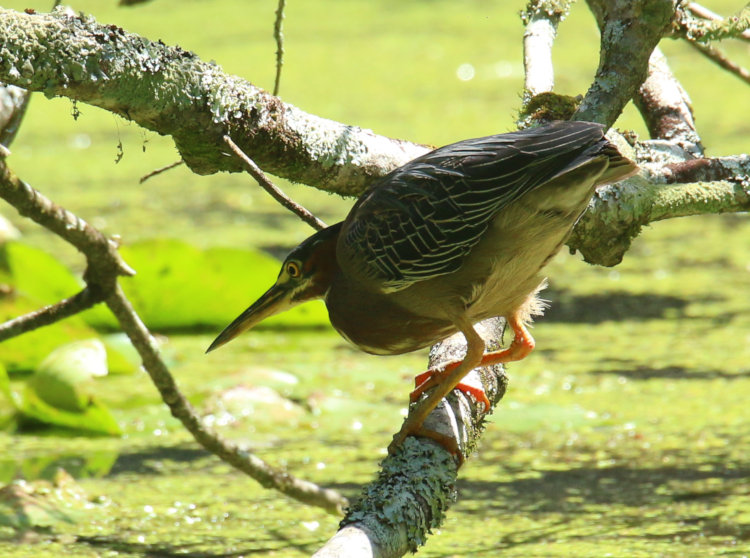 green heron Butorides virescens stalking fish on low branch on Turtle Island