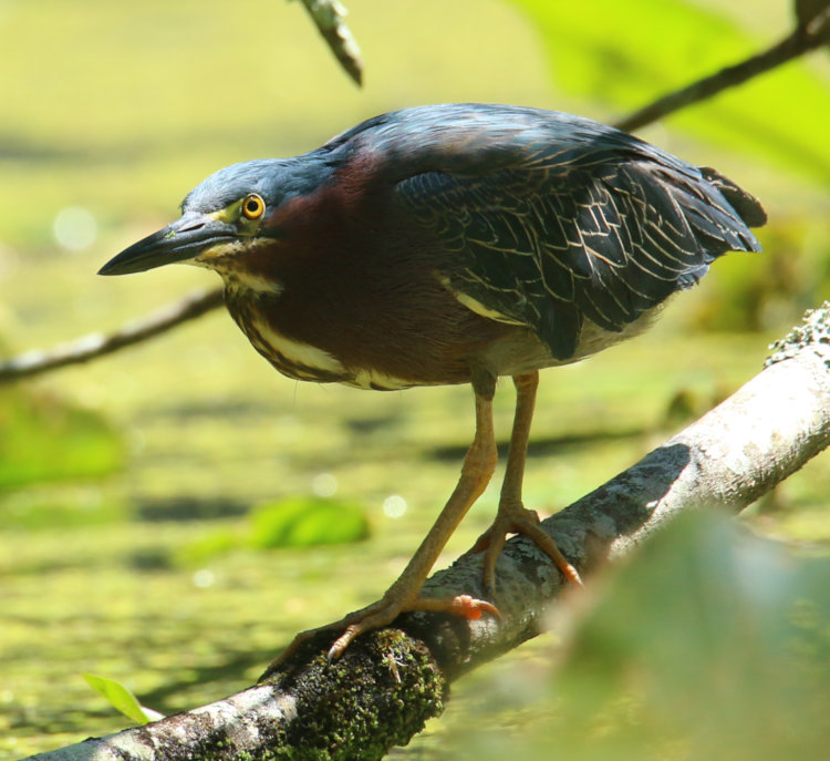representative portrait of green heron Butorides virescens during shooting session