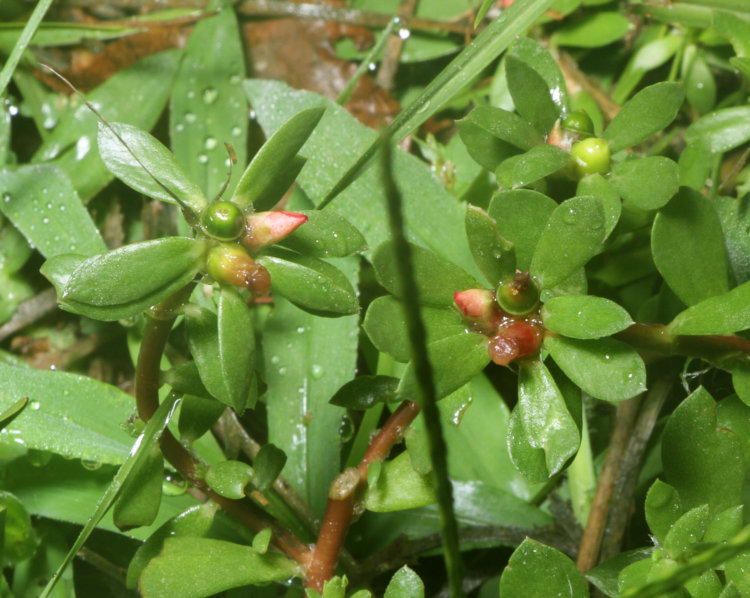 unopened bods of likely Kiss Me Quick Portulaca pilosa plant
