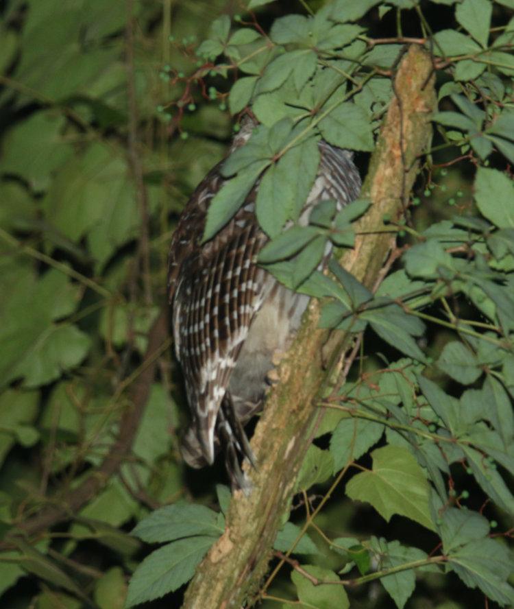 juvenile barred owl Strix varia calling for food from high branch at night