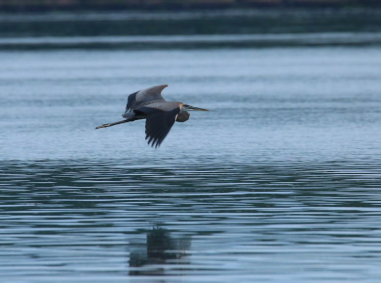 great blue heron Ardea herodias cruising low over water on overcast evening